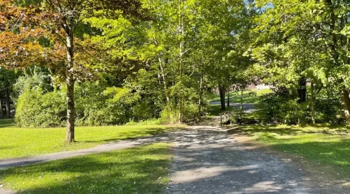 A green park landscape in spring